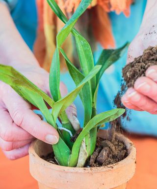 Potting up divided orchid