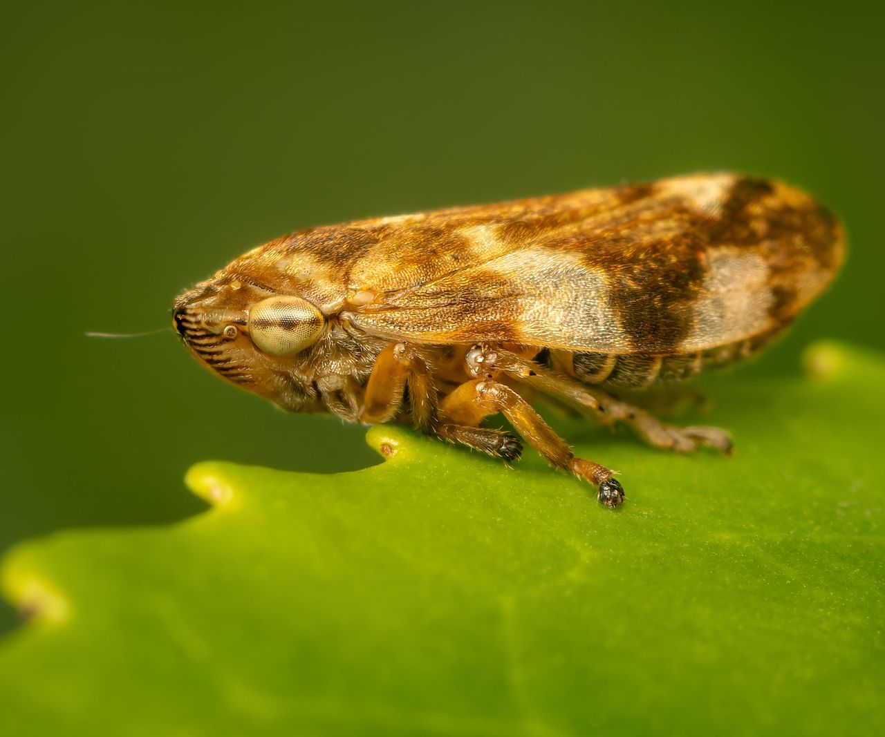 Spathe Bug Insects Lawn Spittlebug | What To Do If You See Foam On The Grass | Gardening ...