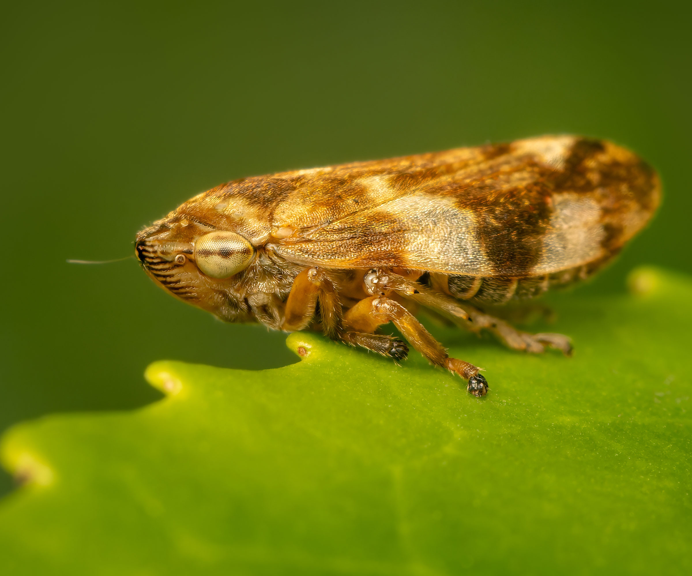 spittlebug adult perched on leaf
