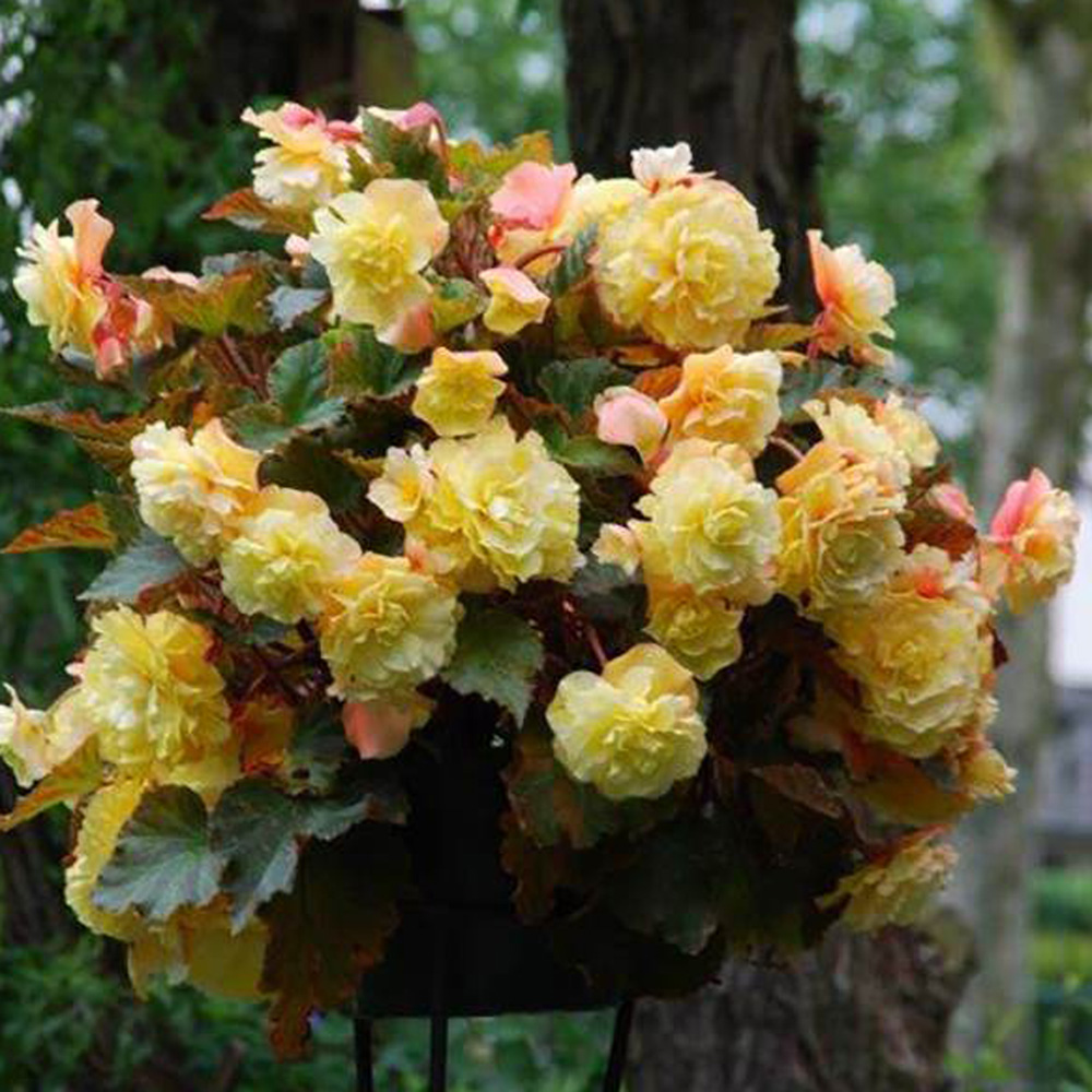 Yellow Begonia Sunset flowers in basket hanging on tree