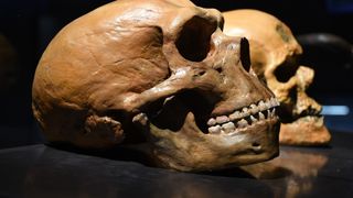 A side-by-side comparison of a Neanderthal and human skull
