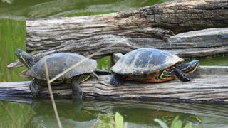 Pet turtle