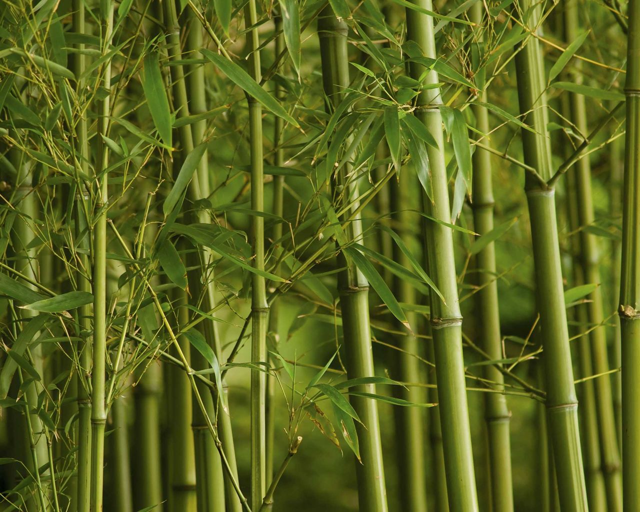 How to get rid of bamboo tips for clearing this plant Gardeningetc