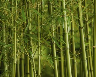 bamboo growing in garden