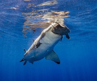 "Crunch," recognized as "Highly Commended" in the UPY category "Behavior." The photographer, Theresa A. Guise said: "From a surface cage on the Solmar V, I was observing five great whites feeding on tuna served up in the water when, out of the blue, a turtle entered the mix."