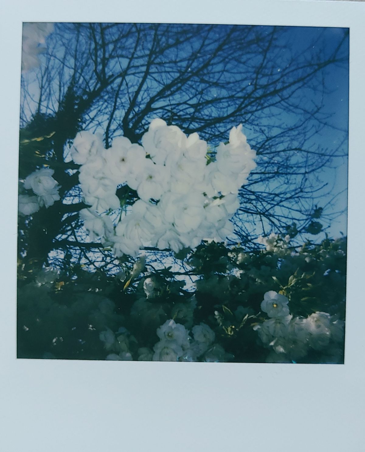 Polaroid Now