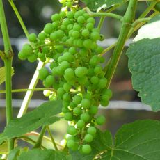 Small Grapes On Grapevine