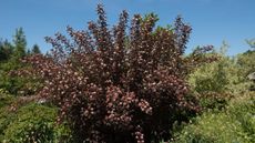 Summer pink flowers on a dark ninebark shrub in a garden