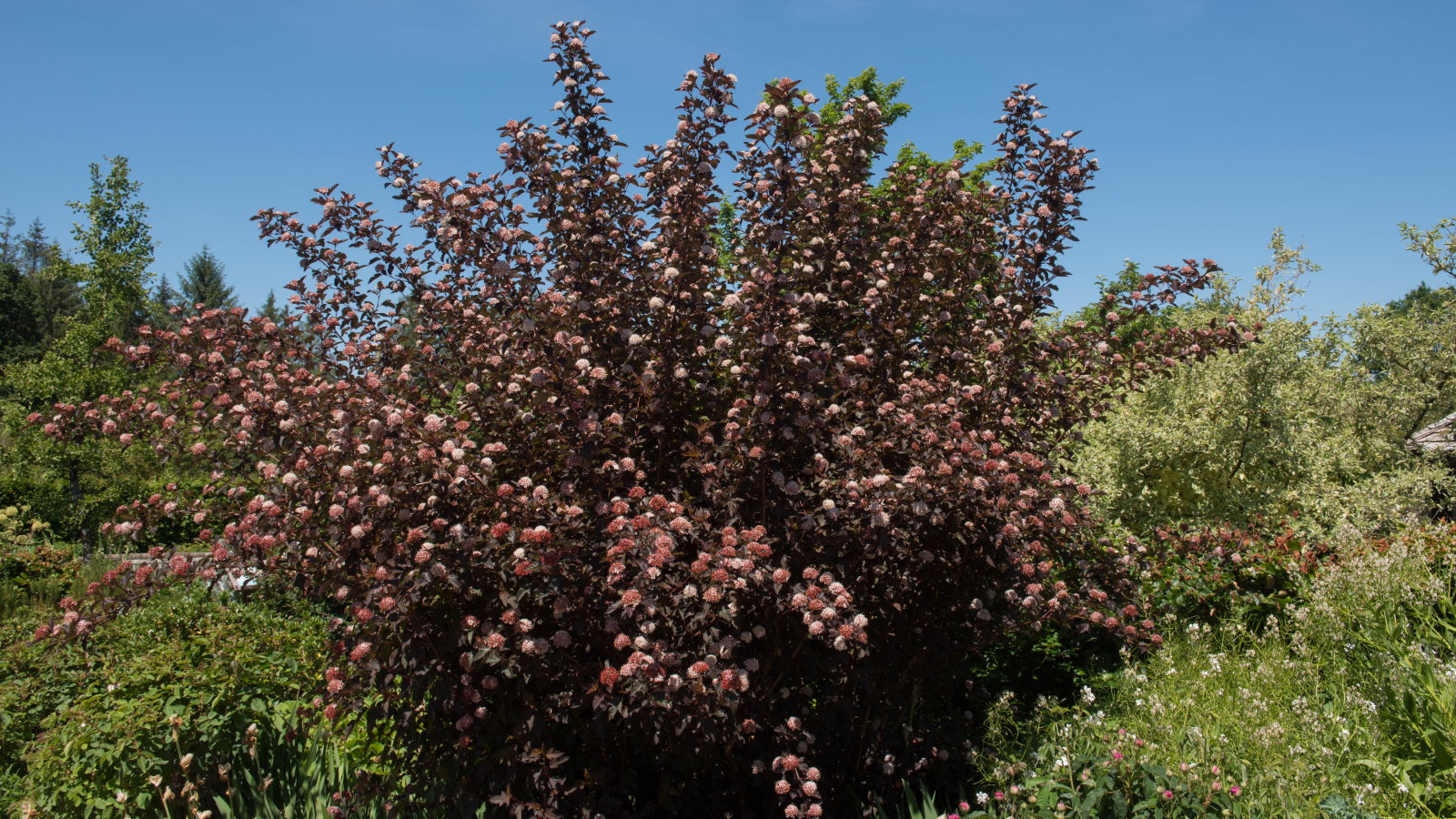 Summer pink flowers on a dark ninebark shrub in a garden