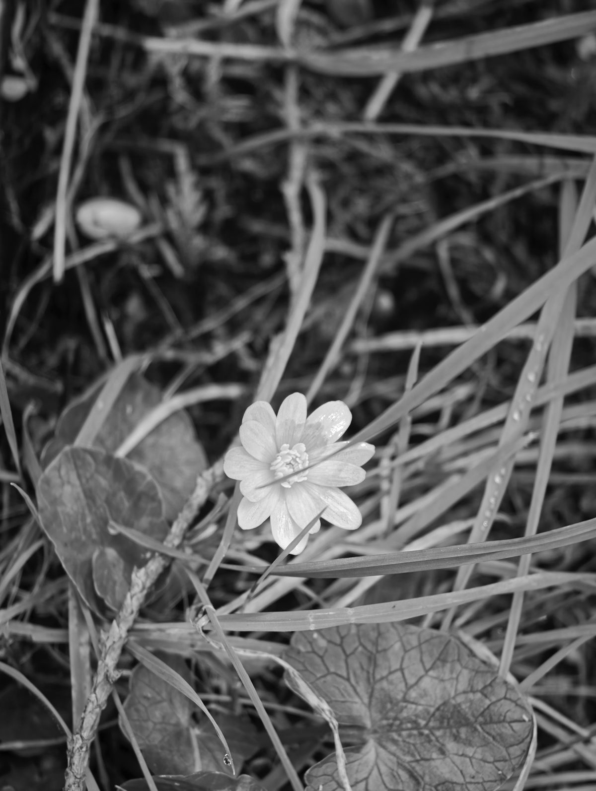 A photo taken on a Leica Leitzphone 200MP smartphone camera