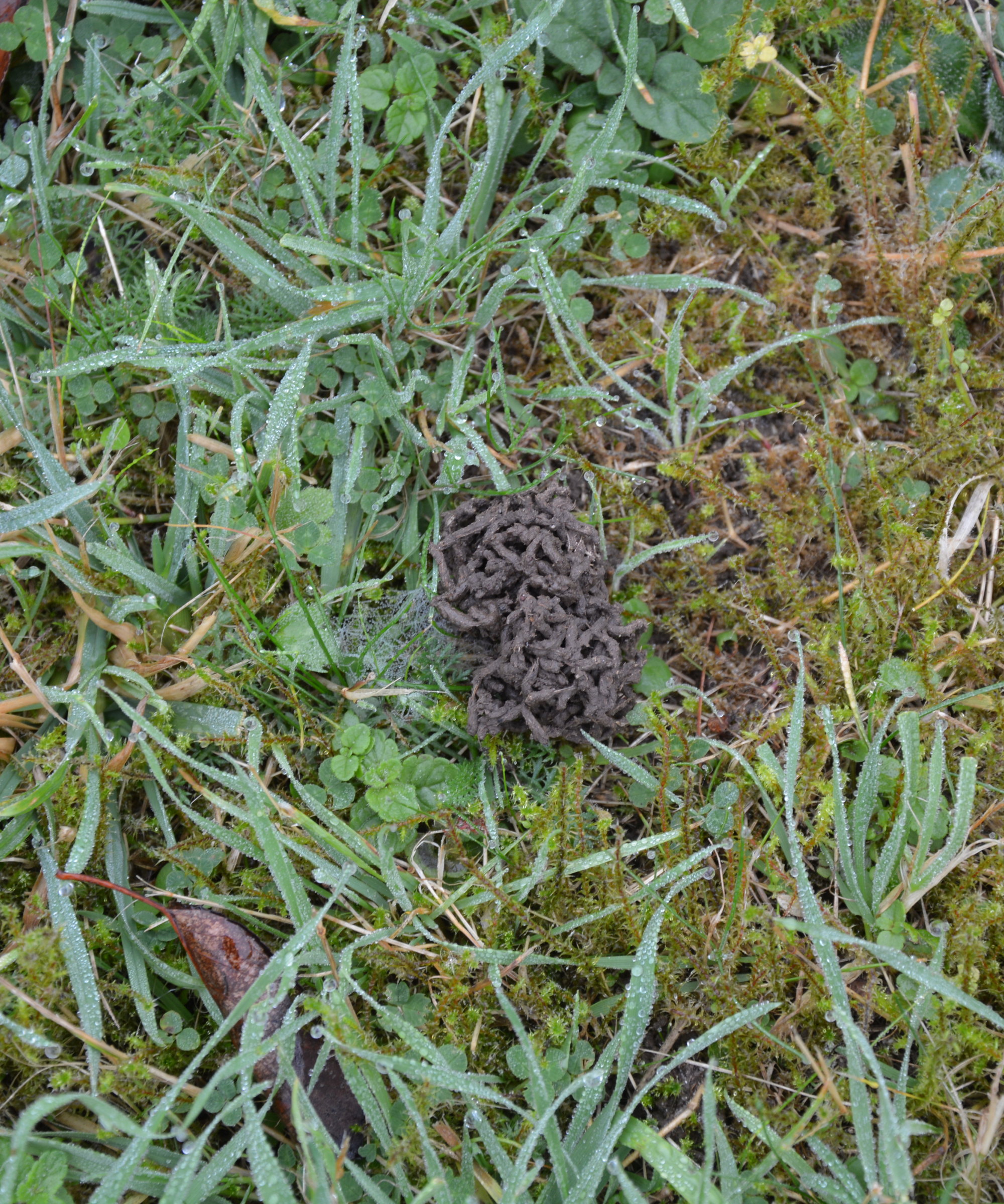Worm casts on a lawn