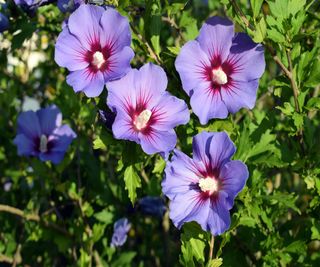 Exotic-looking hibiscus will leave pollinators covered in a veil of pollen