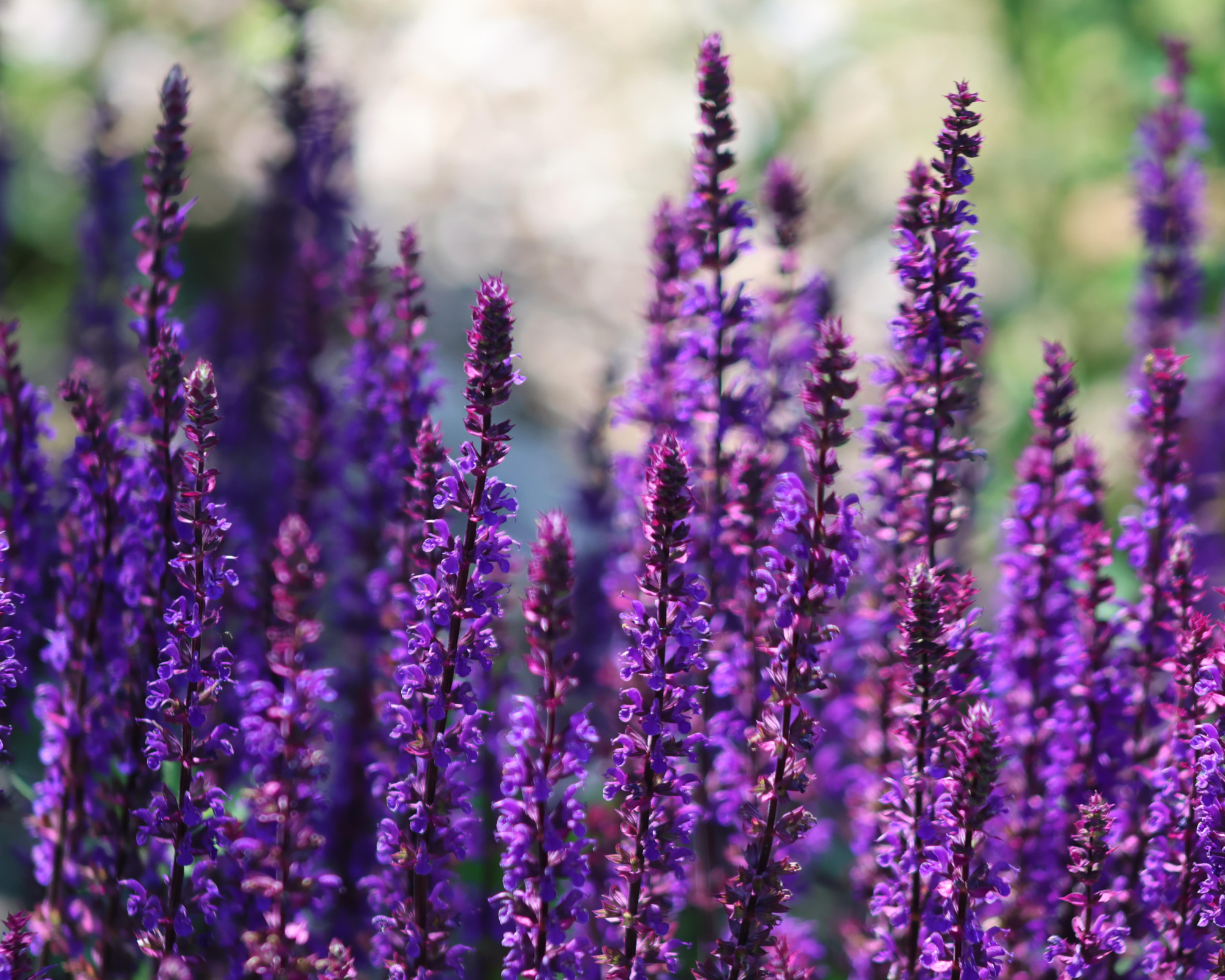 Vibrant Purple Salvia Nemorosa Spikes in Summer Garden.