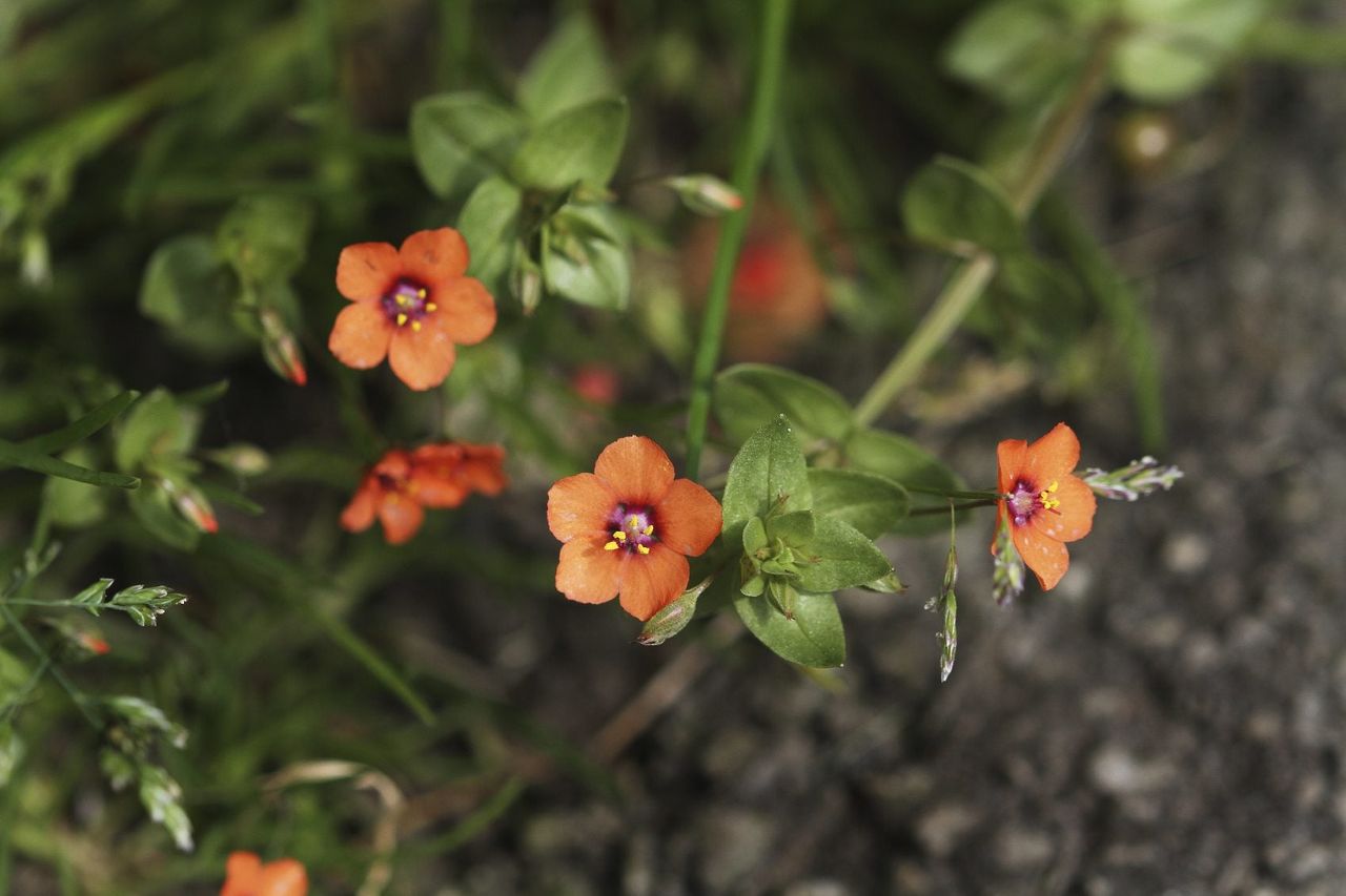 Scarlet Pimpernel Weeds