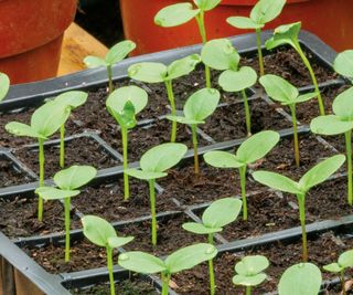 seedlings in tray