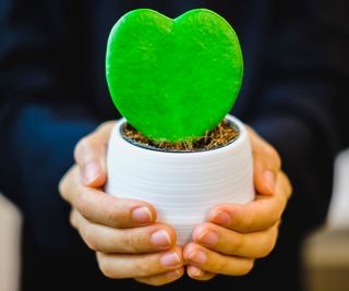 hoya houseplant presented as a gift