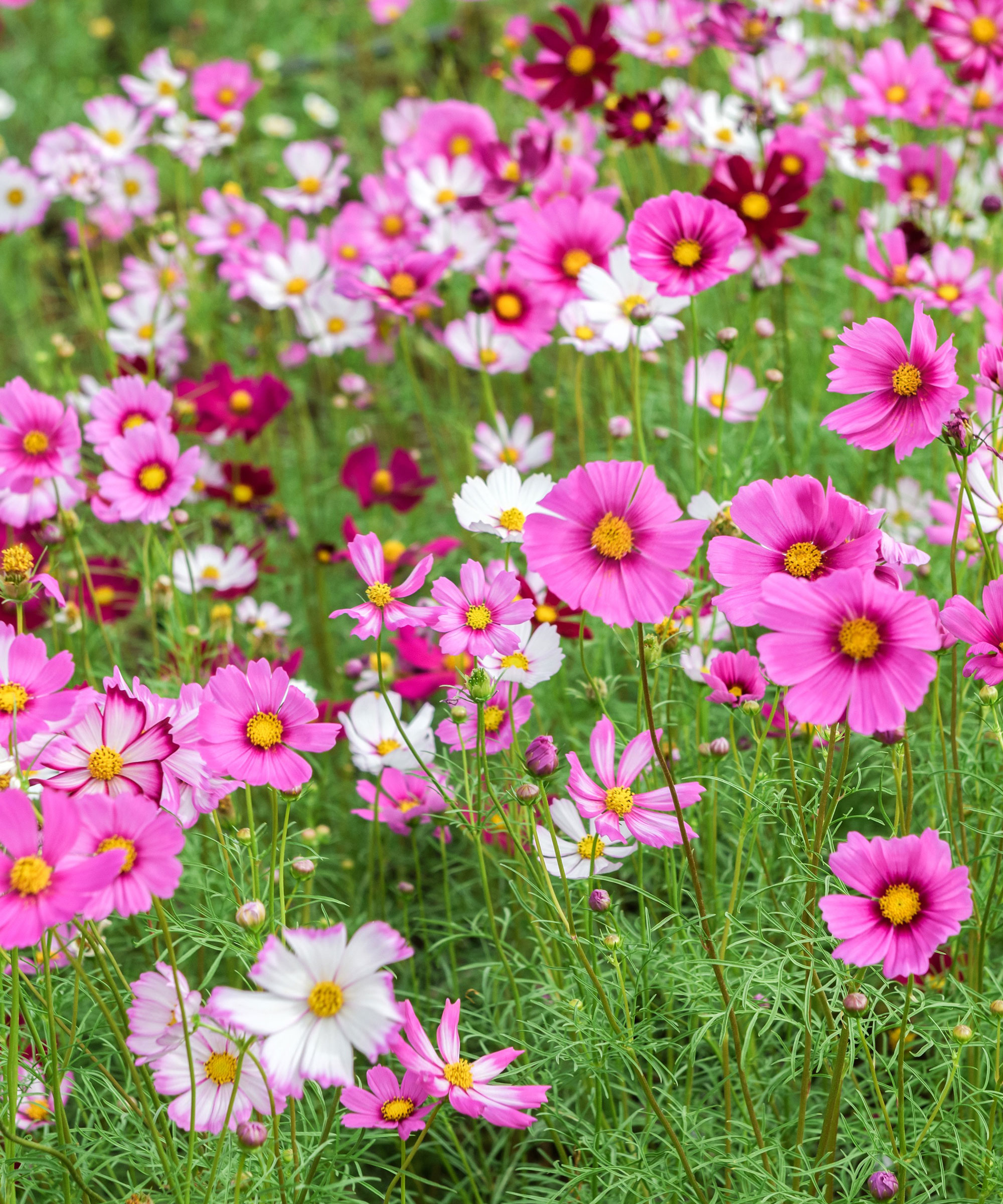 cosmos with mixed colors and fluffy foliage in garden bed