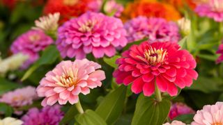 colourful zinnias growing in garden