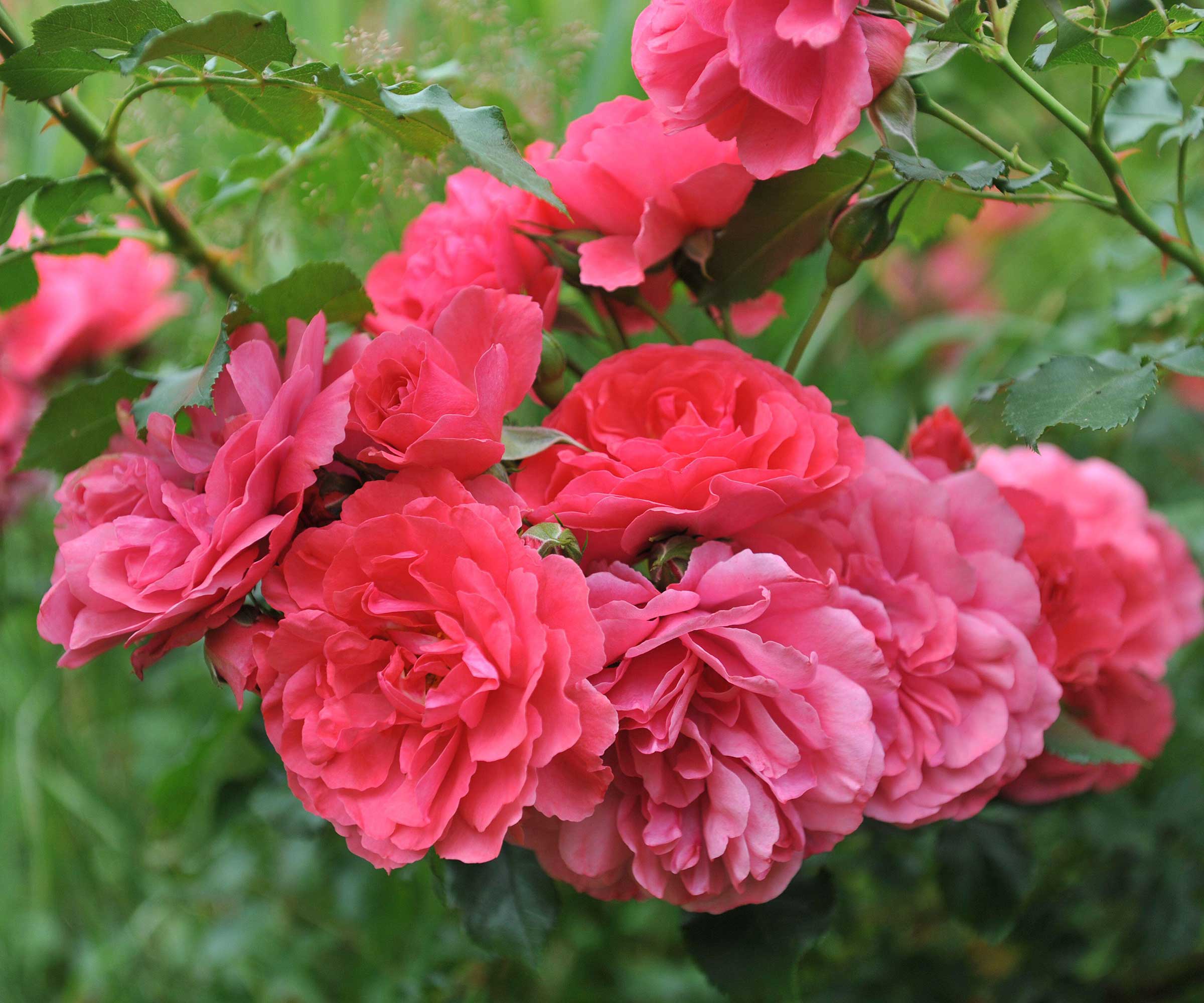 pink roses