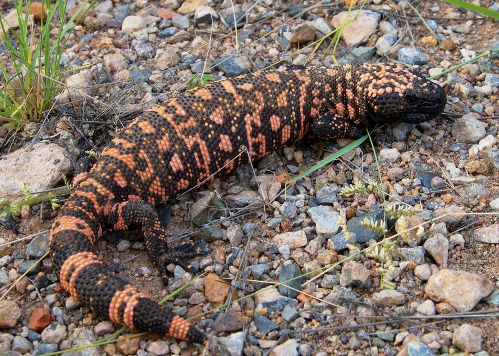 Facts About Gila Monsters Live Science