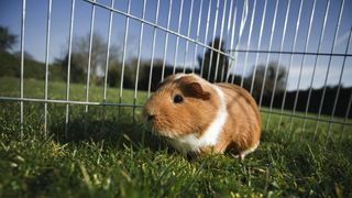 Guinea pig in safe enclosure