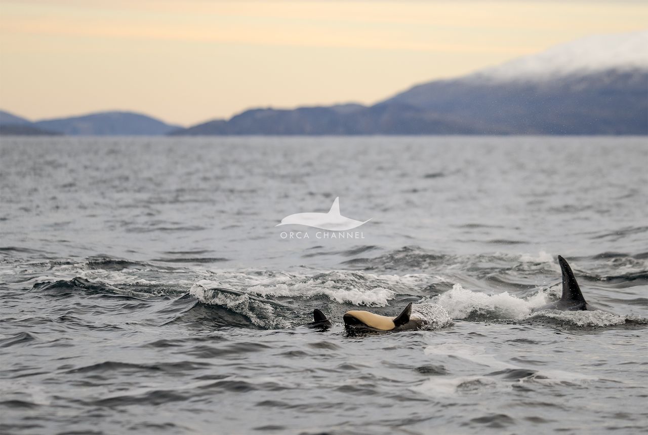 A newborn orca surrounded by other orcas in Norway.