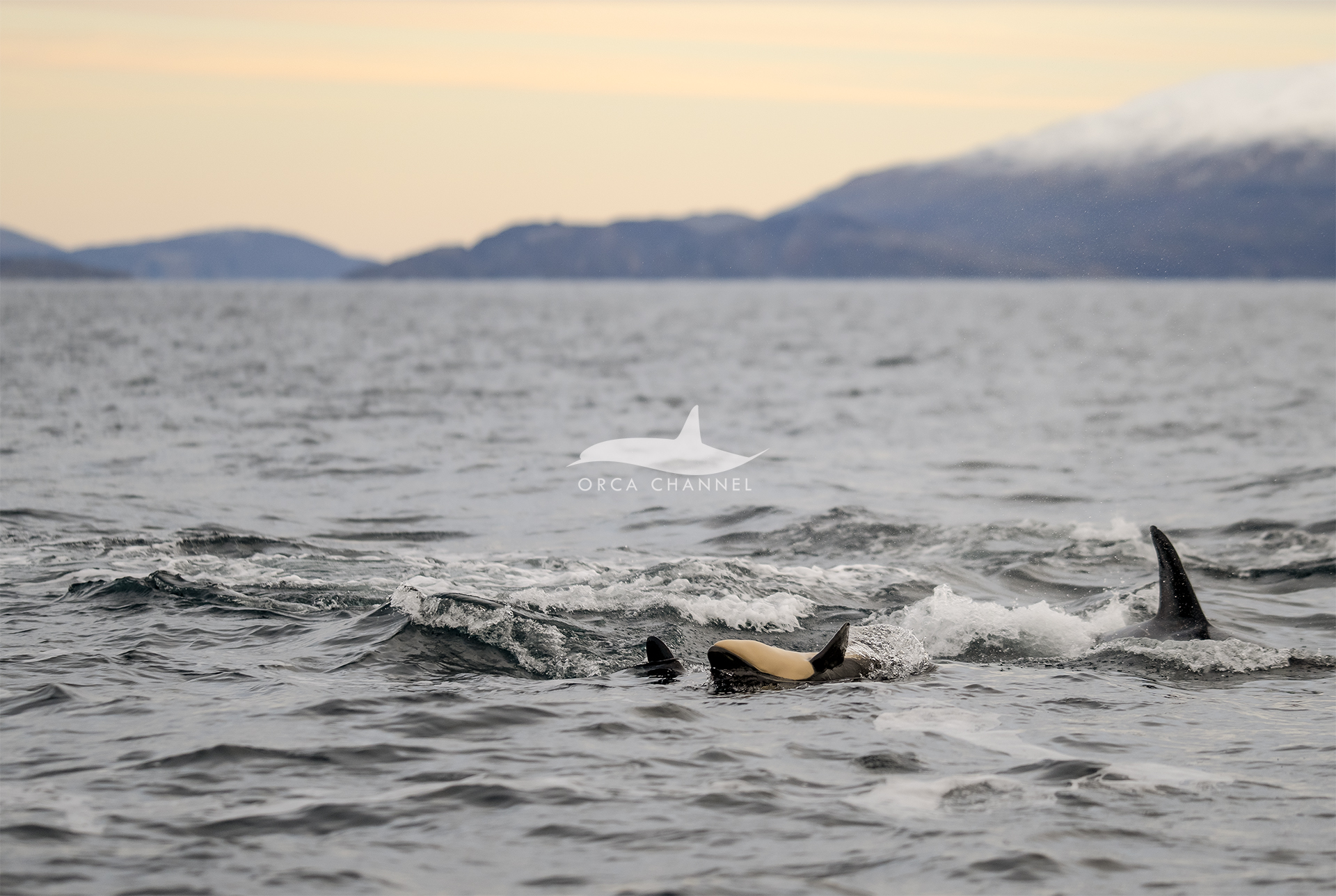 A newborn orca surrounded by other orcas in Norway.