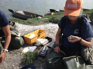 USGS biologist Kim Sawyer checks a black skimmer chick.