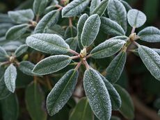 Frost On Plants