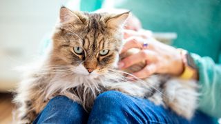 Siberian cat on lap