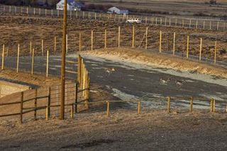 Pronghorn take advantage of safe passage provided by new Highway 191 overpass at Trapper's point in 2012. The overpass willgreatly reduce risk of wildlife and vehicle collision.