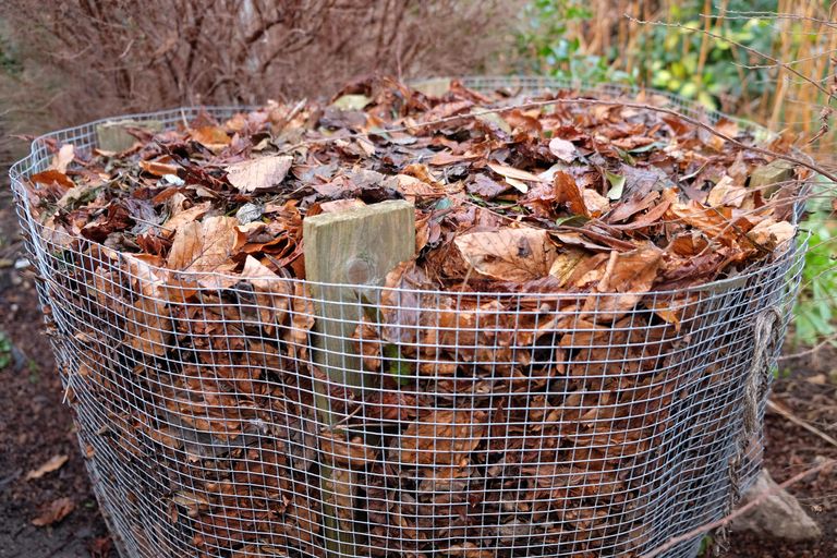 How to make leaf mould: follow our top tips for success | GardeningEtc