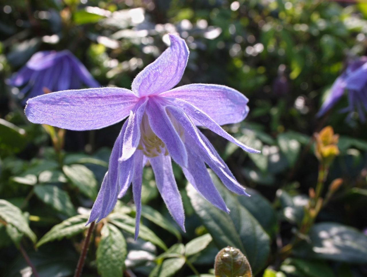 Purple Flowered Clematis Vines