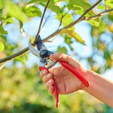 woman's hand holding pruners up to tree branch to cut