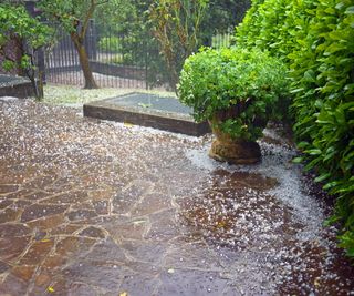 Hedges in rain