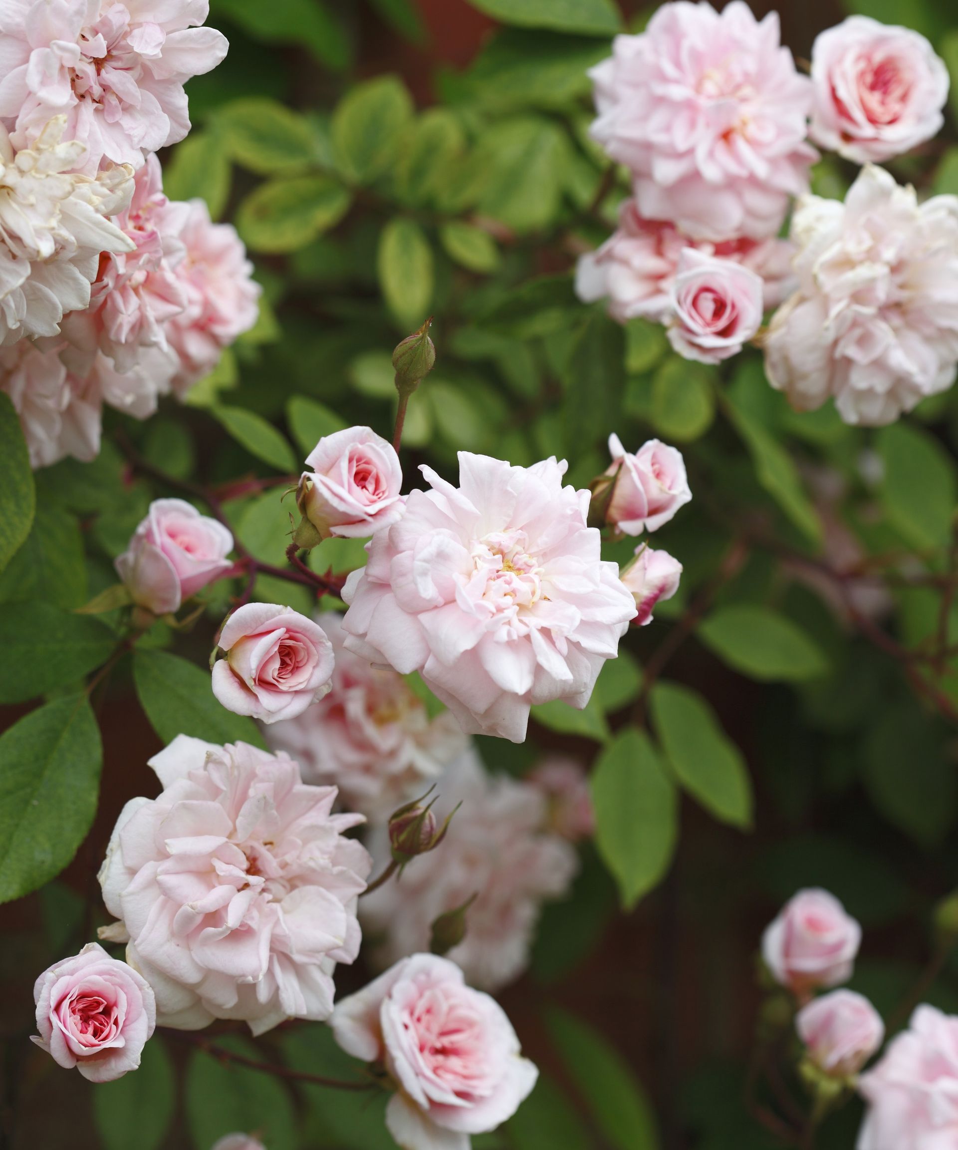 When to plant roses for beautiful, fragrant blooms Homes & Gardens
