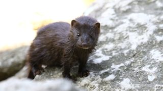 north american mink on a rock