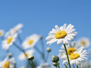 White daisies with yellow centres against a clear blue sky.