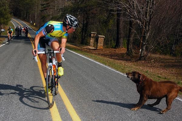 Man's best friend is not always a cyclist's best friend.