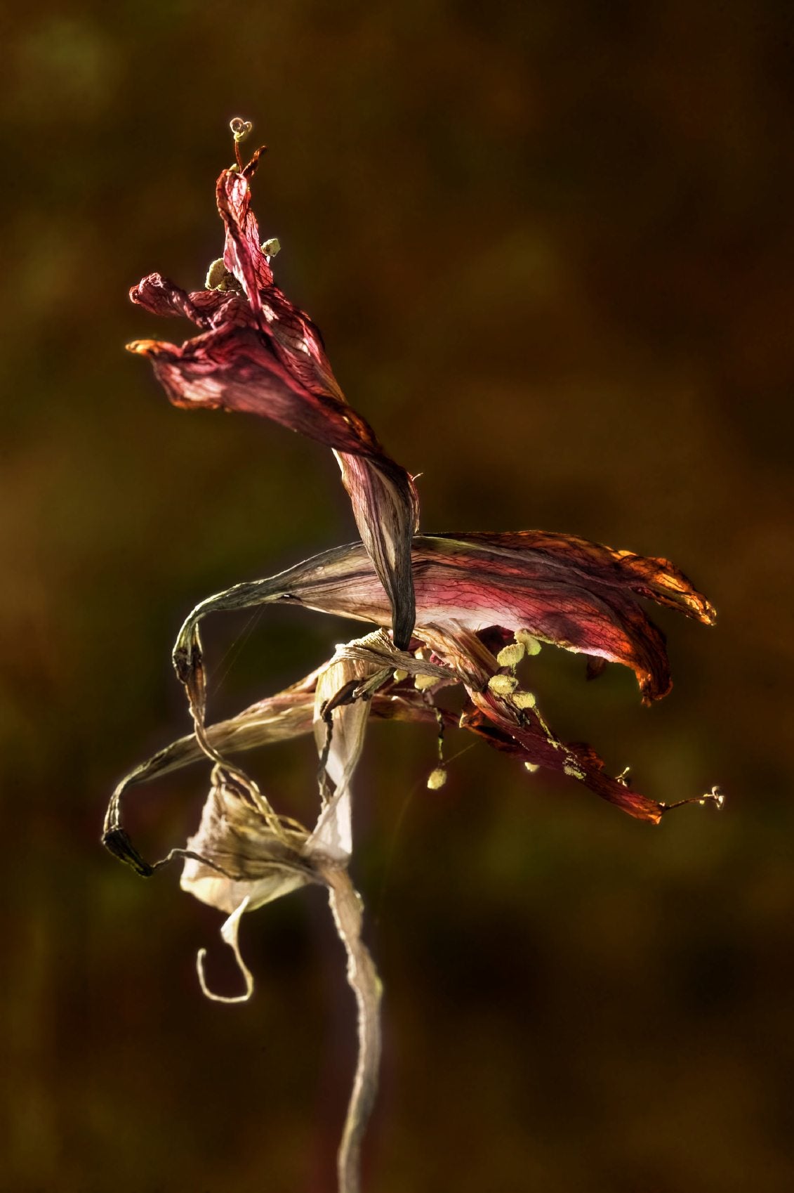 Faded Amaryllis Flowers Tips On