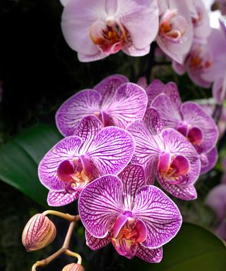 moth orchid