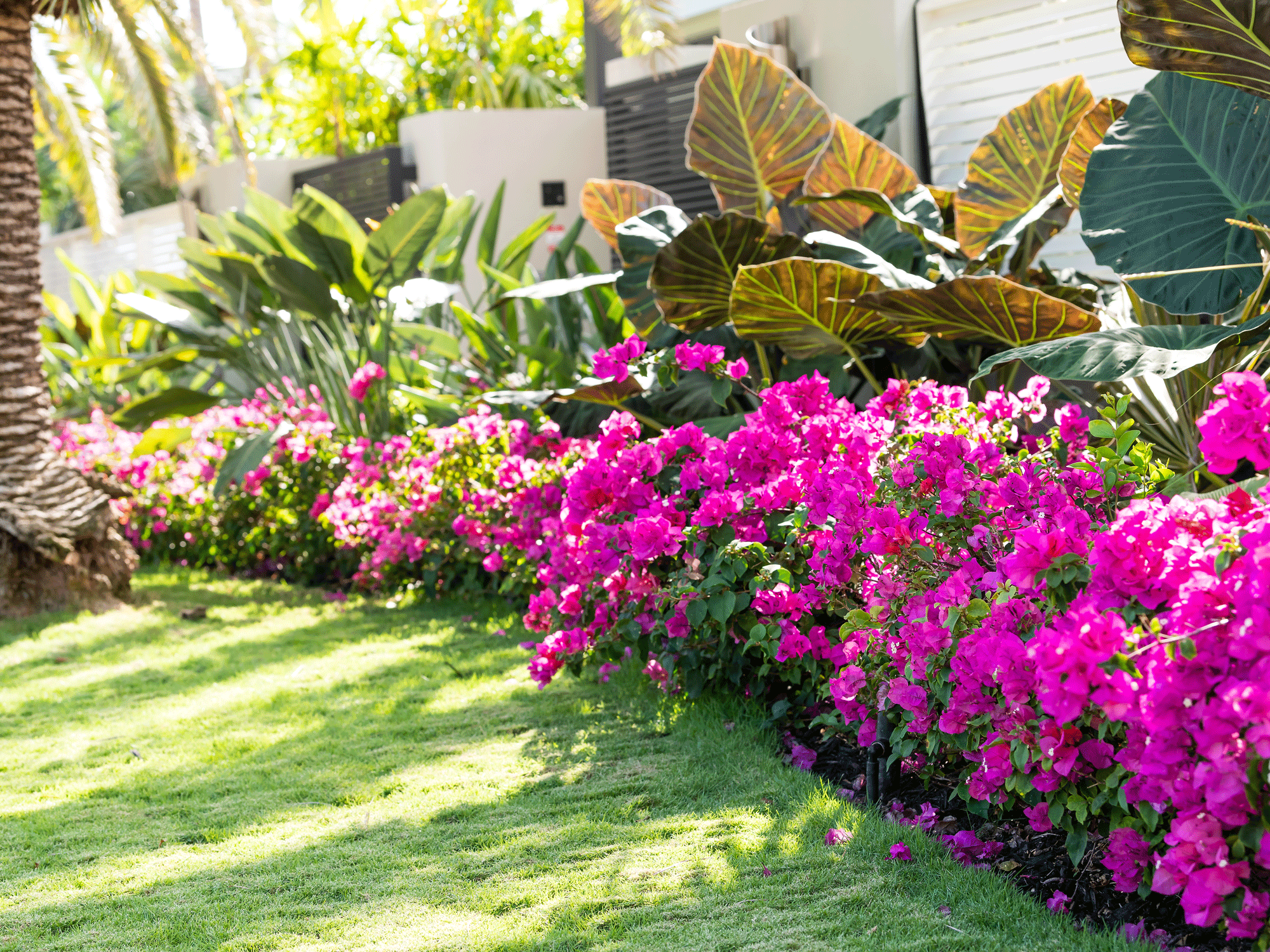 pink bougainvillea in flowerbed