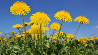 zoomed focus on yellow flowers and green foliage of dandelion flowers/weeds against blue sky 