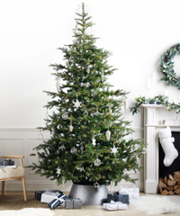 Symons Nordmann Fir Christmas Tree | £395.00 on The White Company