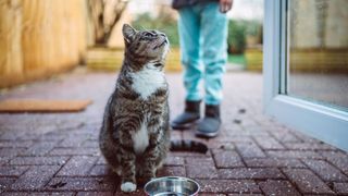 Cat waiting to drink — Best pet accessories