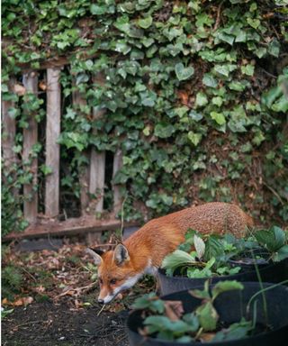 Fox in yard