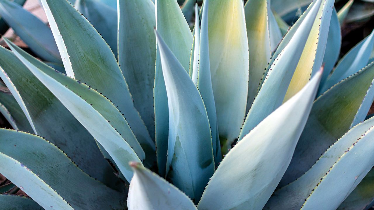 A Blue Agave from Oaxaca, Mexico