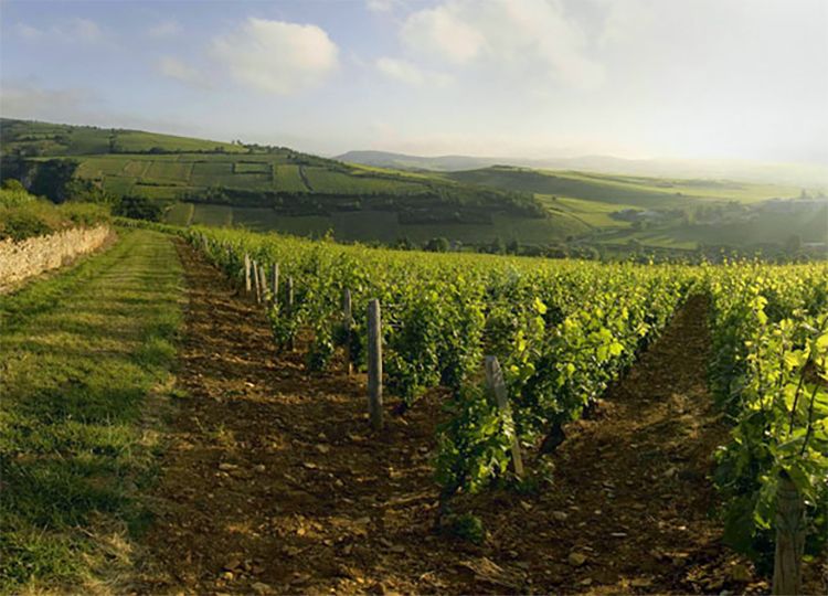 Saint-V%C3%A9ran.-Credit-Vins-de-Bourgogne.jpg