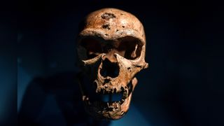 A skull is displayed as part of the Neanderthal exhibition at the Musee de l'Homme in Paris on March 26, 2018.