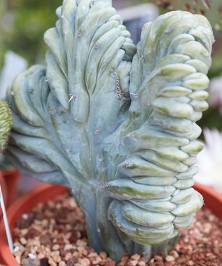 close-up of potted Myrtillocactus geometrizans cristata